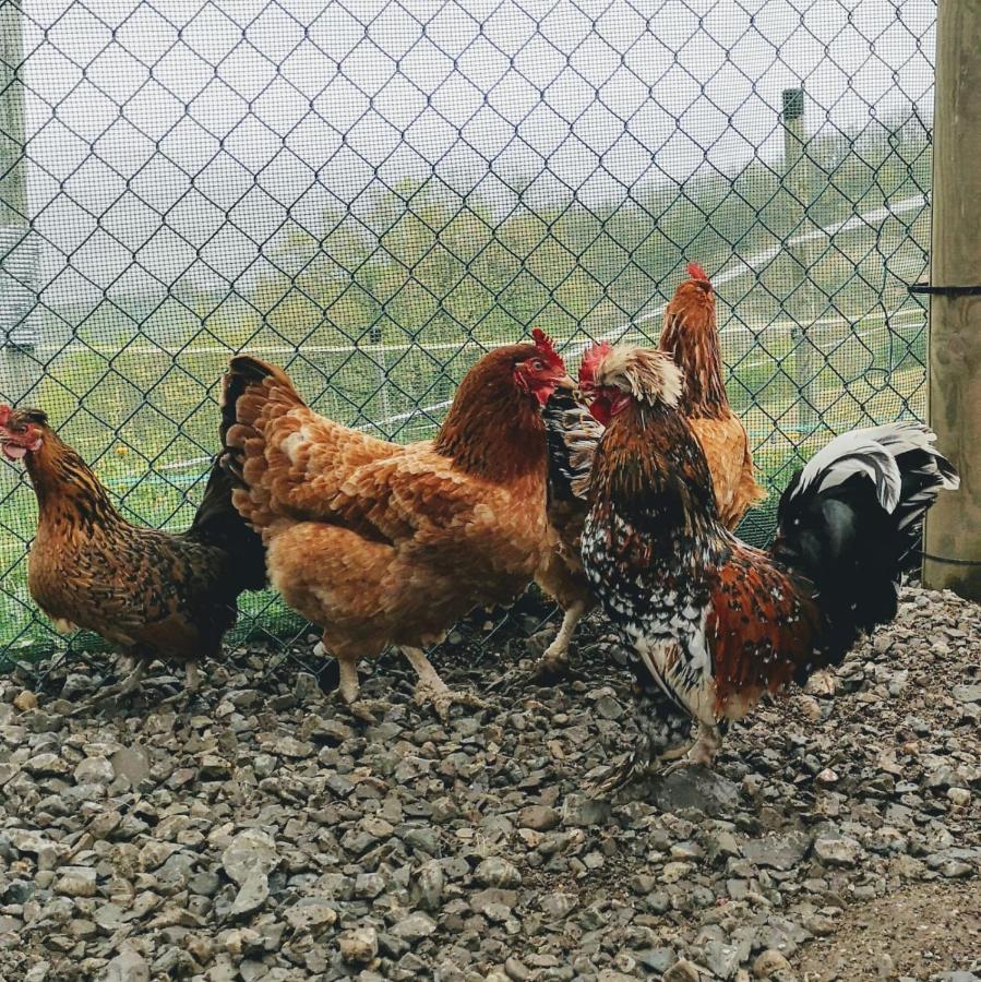 Agricampeggio Ca Di Mazza Monzuno Eksteriør bilde