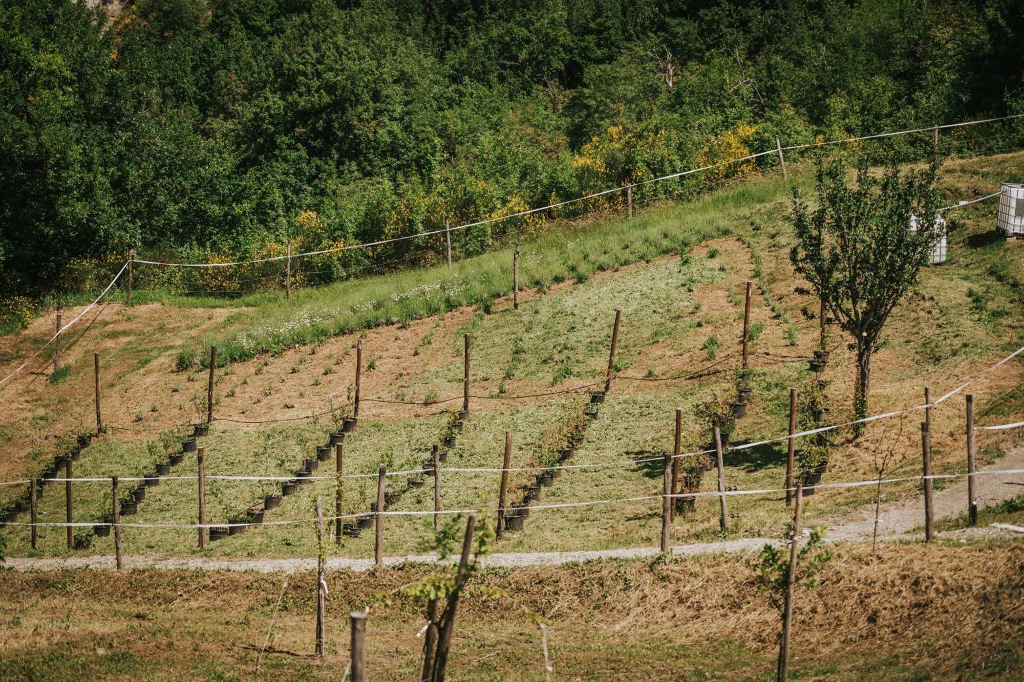 Agricampeggio Ca Di Mazza Monzuno Eksteriør bilde